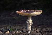 Heide Pilze 2026 (04v16) - Bernhard Saalfeld - Lichtbildkunst